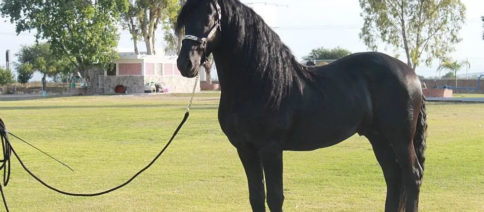 Caballos y potros frisones, frisones Holanda, frisian, caballos ... Caballos y potros frisones, frisones Holanda, frisian, caballos ...
