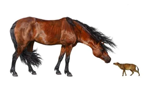 Los caballos primitivos encogieron por el calor | Sociedad | EL PAÍS Los caballos primitivos encogieron por el calor | Sociedad | EL PAÍS