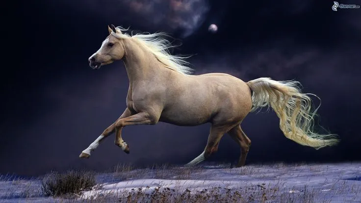 Pura Sangre en Pinterest | Appaloosa, Akhal Teke y Caballos De Carrera Pura Sangre en Pinterest | Appaloosa, Akhal Teke y Caballos De Carrera