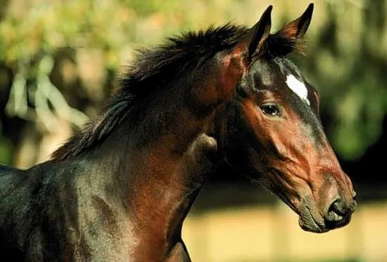 Caballos pura sangre inglés. Fotos de caballos pura sangre inglés