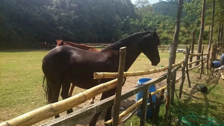 Caballos. Rancho Navarra | El Salvador | Pinterest