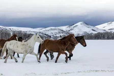 Caballos salvajes » CABALLOPEDIA