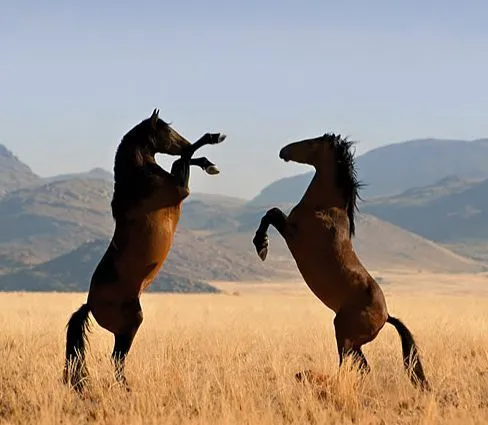 Caballos salvajes imagenes - Imagui