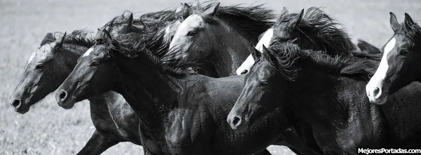 Caballos salvajes - ÷ Las Mejores Portadas para tu perfil de ... Caballos salvajes - ÷ Las Mejores Portadas para tu perfil de ...