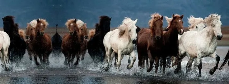 Caballos salvajes... | Portadas para tu facebook | Pinterest Caballos salvajes... | Portadas para tu facebook | Pinterest