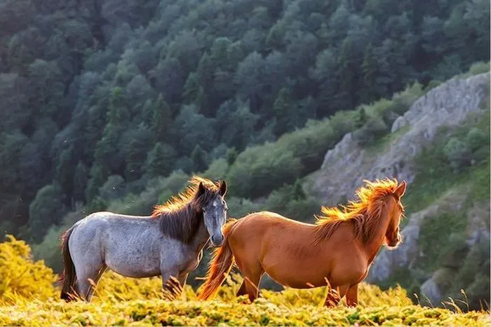 Caballos Salvajes - Wallpaper HD - Descargar Programas Warez ... Caballos Salvajes - Wallpaper HD - Descargar Programas Warez ...