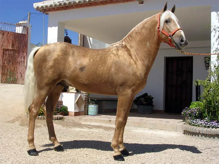 Andalucía Cabalga - Espectáculo Ecuestre - Exhibición de Caballos ...