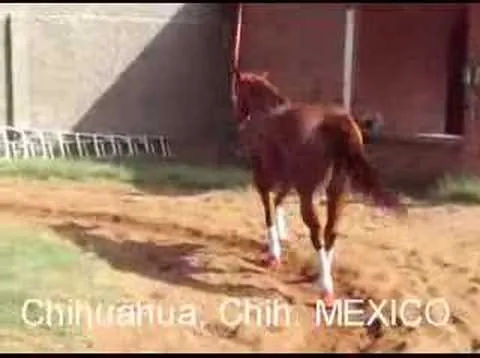 CABALLOS EN VENTA LA DONA - YouTube