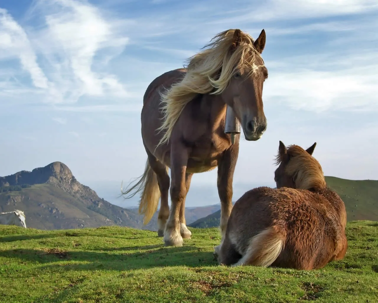 caballos.jpg