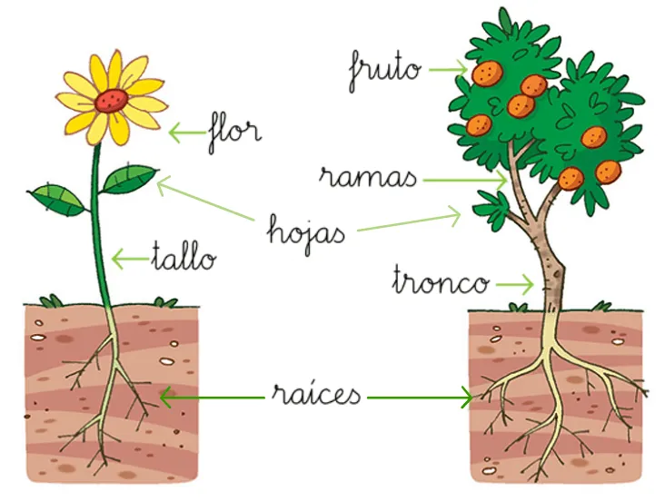 Cabecitas pensantes en acción: Plantas