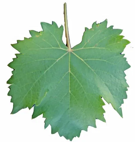 Cabernet Sauvignon