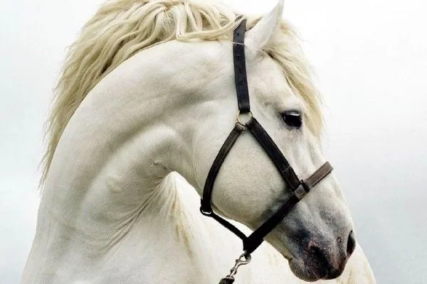 Cabeza de un caballo blanco (3439)