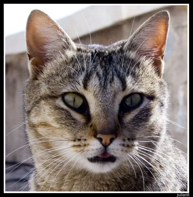Una cabeza de gato - Imagui