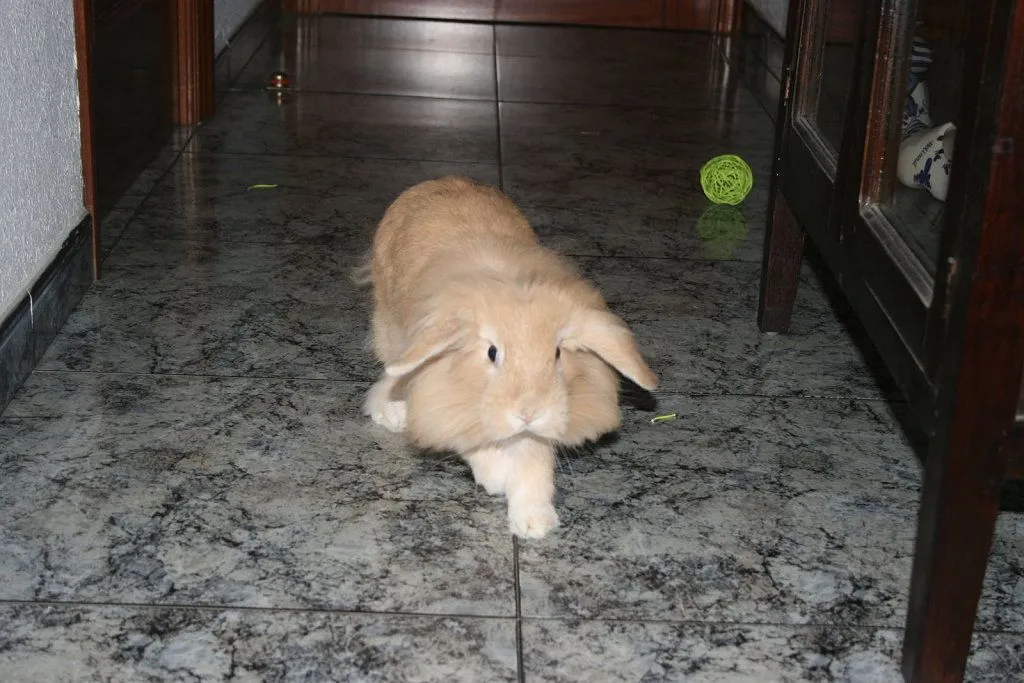 cabeza de leon | Cuidar de tu mascota es facilisimo.