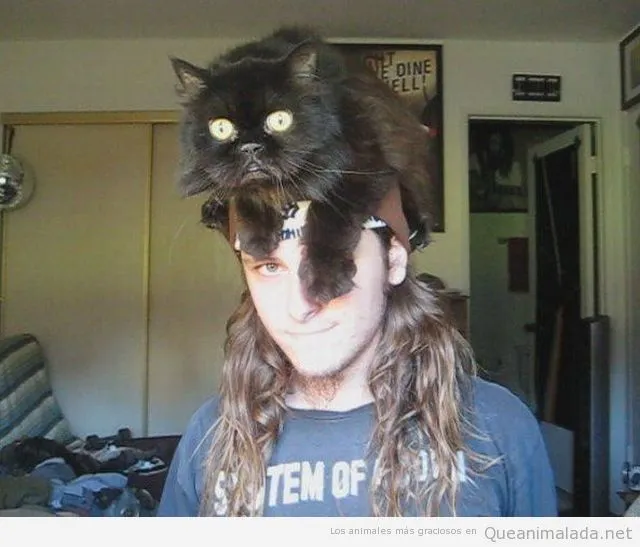 Cabeza | ¡Qué animalada! | Las fotos, los vídeos y los gifs más ...
