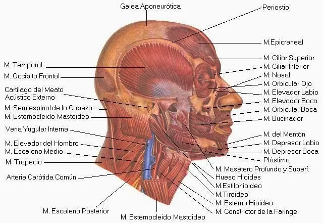 cabeza.jpg
