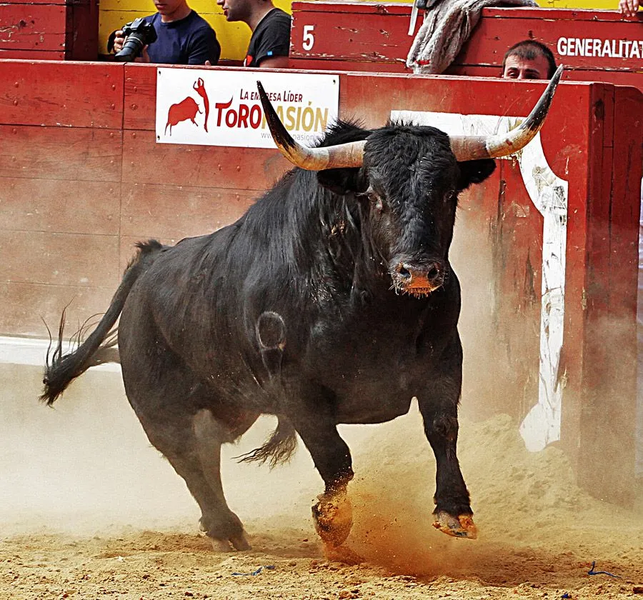 Cabezas de toro – Toropasión, empresa líder en la organización de ... Cabezas de toro – Toropasión, empresa líder en la organización de ...