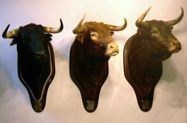 Cabezas - toros - taxidermia - taxidermistas - barricas - toneles ... Cabezas - toros - taxidermia - taxidermistas - barricas - toneles ...
