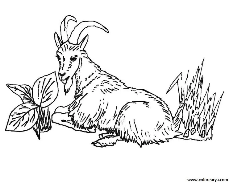Cabra para colorear - Imagui