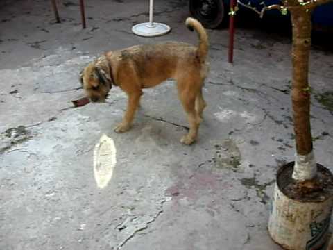 CACHORRA,CRUZA BOXER - SCHNAUZER - YouTube