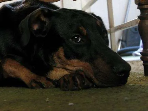 3 cachorras cruza rottweiler y doberman en adopcion - Capital ...