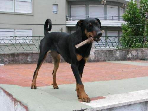 3 cachorras cruza rottweiler y doberman en adopcion - Capital ...