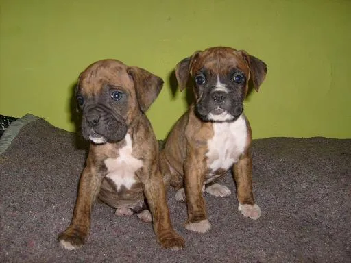 Boxer cachorro atigrado - Imagui