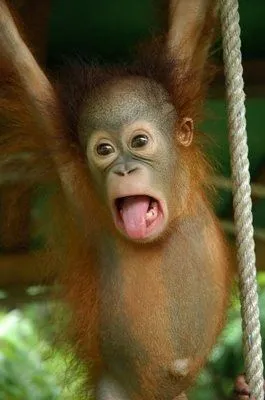 Cachorrilandia: Vida de un orangutan