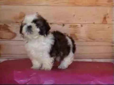 Cachorrito Shih-tzu ¡A la venta¡ - YouTube