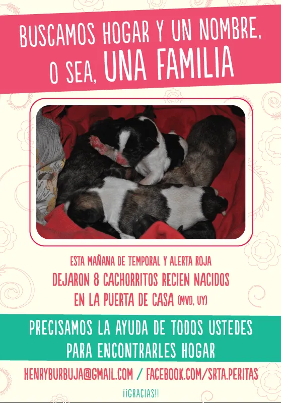 cachorritos en adopción | Quiero Cosas Blog cachorritos en adopción | Quiero Cosas Blog