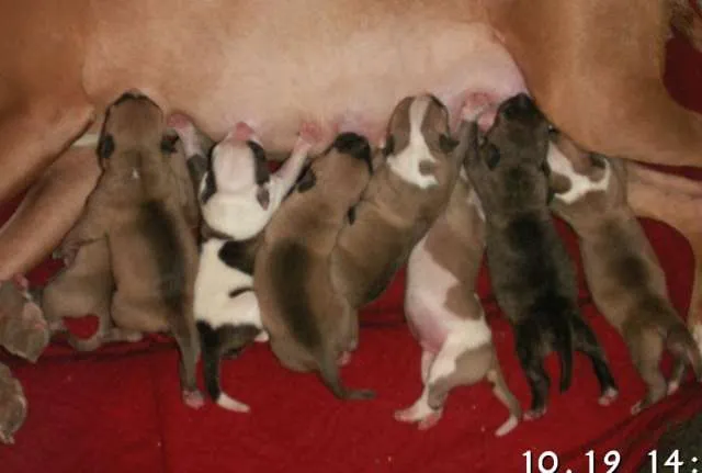 Cachorritos american stanford de 1 mes (puros) - San José, Costa ... Cachorritos american stanford de 1 mes (puros) - San José, Costa ...