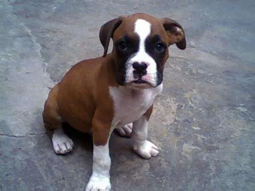 Venta vendo Boxer cachorro - Imagui