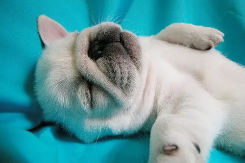 Cachorritos | Tumblr