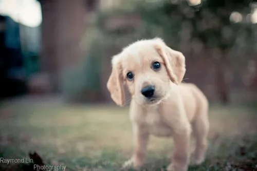 Cachorritos | Tumblr