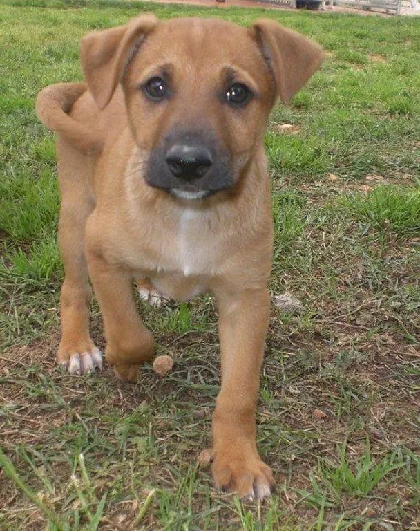 cachorro adopcion (5) | Cuidar de tu perro es facilisimo.com cachorro adopcion (5) | Cuidar de tu perro es facilisimo.com