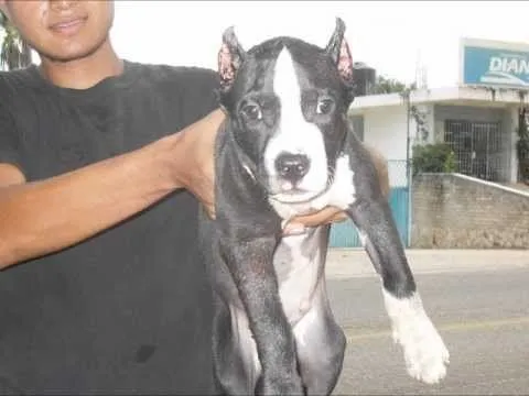 cachorro american pitbull terrier de 2 meses y medio - YouTube