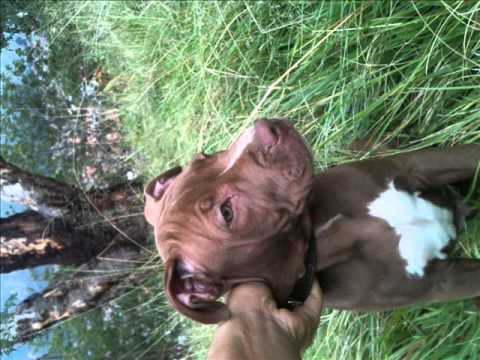 cachorro american pitbull terrier de 2 meses y medio - YouTube