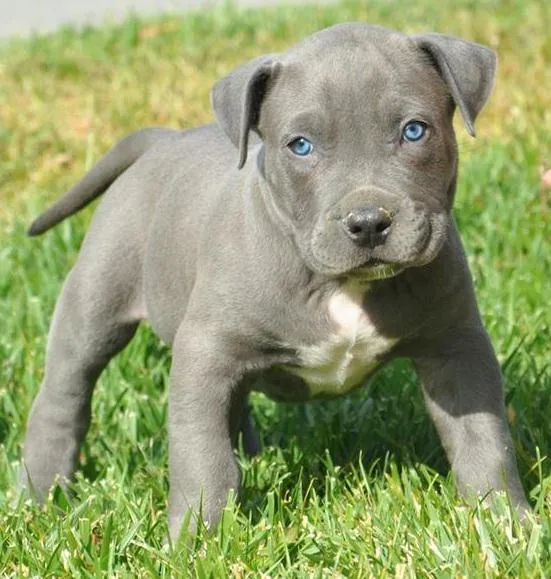 Cachorro de American PitBull Terrier | Mundo Perro Cachorro de American PitBull Terrier | Mundo Perro
