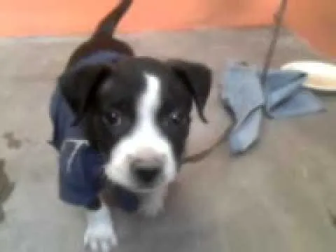 Cachorro american stanford de 50 dias de nacido - YouTube Cachorro american stanford de 50 dias de nacido - YouTube