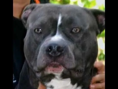 Cachorro Blue 100% Kattam Elite Pedigrí KPBC, BOGOTÁ COLOMBIA ...