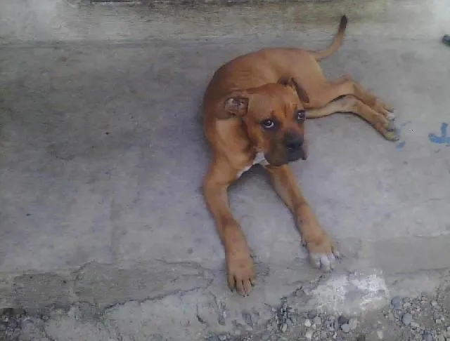 cachorro boxer americano en Acapulco de Juarez cachorro boxer americano en Acapulco de Juarez