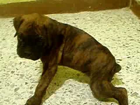 cachorro boxer atigrado - YouTube