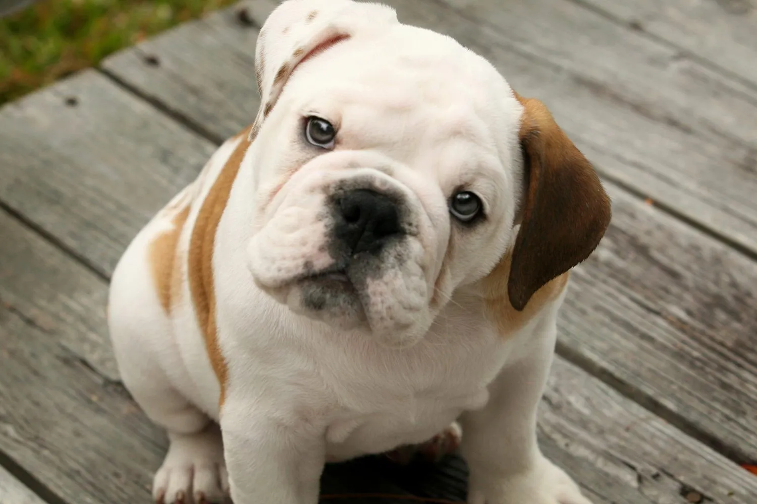 Cachorro de bulldog inglés :: Imágenes y fotos Cachorro de bulldog inglés :: Imágenes y fotos