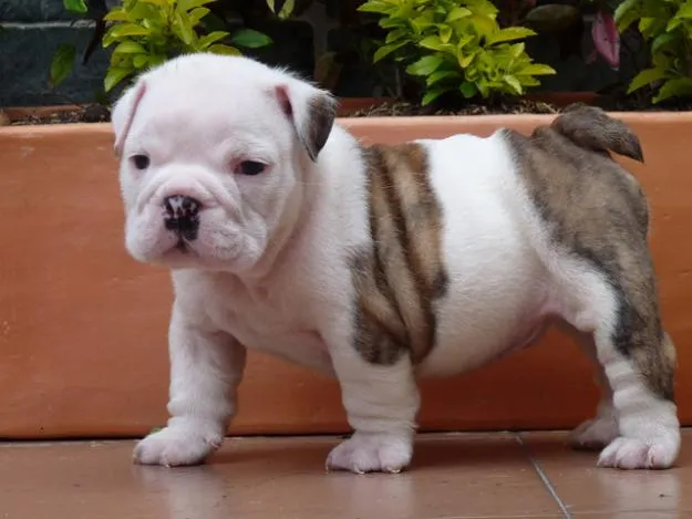 Cachorro de Bulldog Inglés de 3 meses | Mundo Perro Cachorro de Bulldog Inglés de 3 meses | Mundo Perro