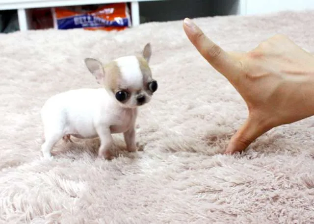 Cachorro chihuahua cabello corto excelente - Buenos Aires ... Cachorro chihuahua cabello corto excelente - Buenos Aires ...