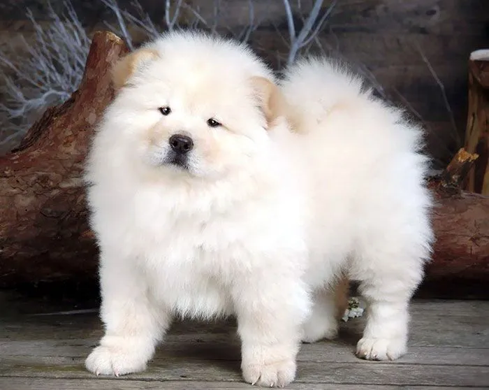 Cachorro de Chow Chow blanco | Mundo Perro