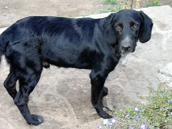 labrador | Cuidar de tu mascota es facilisimo. labrador | Cuidar de tu mascota es facilisimo.
