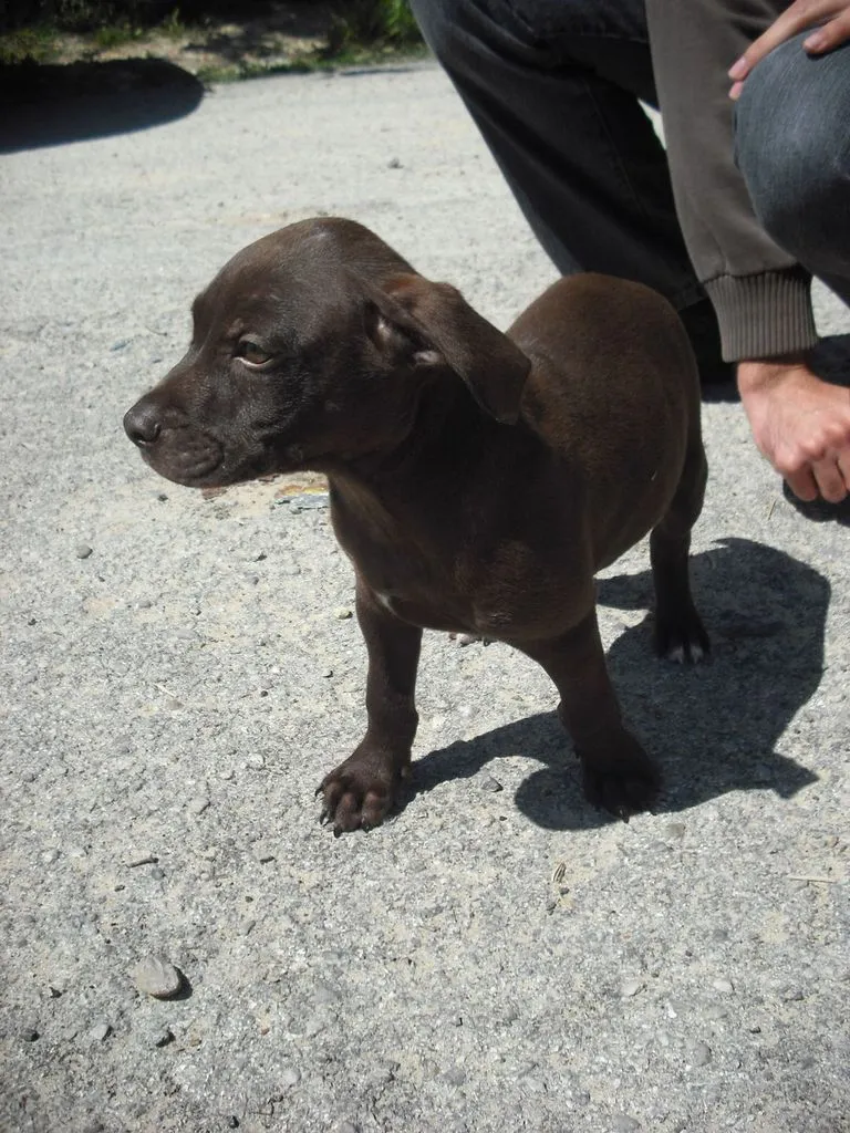 Cachorro cruce de pitbull con cocker de 3 meses adopcion en Jerez ... Cachorro cruce de pitbull con cocker de 3 meses adopcion en Jerez ...