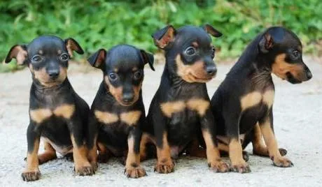 Cachorro Doberman Pinscher | Mundo Perro