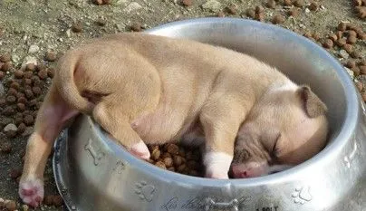cachorro-durmiendo1-404x233.jpg